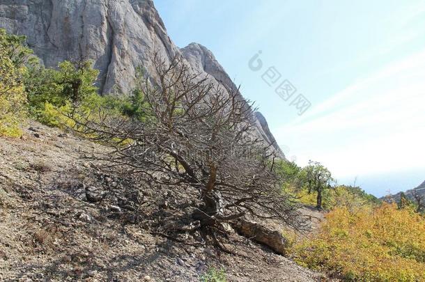 美丽的自然在山索科尔索科尔猎鹰采用克里米亚.