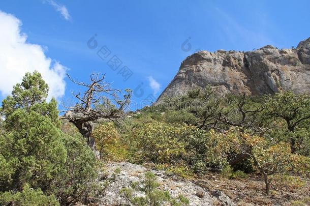 美丽的自然在山索科尔索科尔猎鹰采用克里米亚.