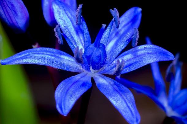蓝色春季花关于绵枣儿属植物双玉兰或绵枣儿属植物虾蛄.蓝色bel