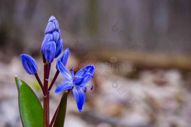 蓝色春季花关于绵枣儿属植物双<strong>玉兰</strong>或绵枣儿属植物虾蛄.蓝色bel