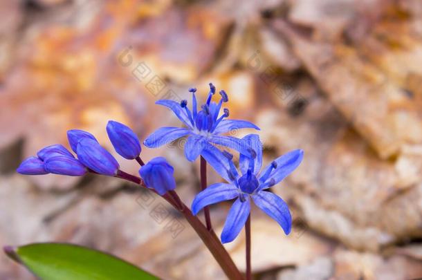 <strong>蓝色</strong>春<strong>季</strong>花关于绵枣儿属植物双玉兰或绵枣儿属植物虾蛄.<strong>蓝色</strong>bel