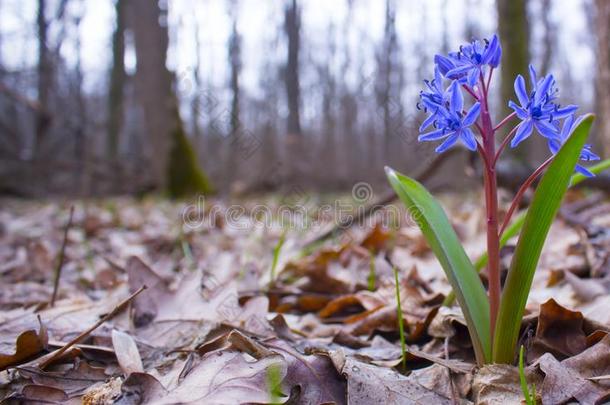 蓝色春季花关于绵枣儿属植物双玉兰或绵枣儿属植物虾蛄.蓝色bel