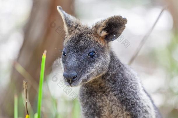 肖像关于小型沙袋鼠-本国的澳大利亚人有袋目哺乳动物.