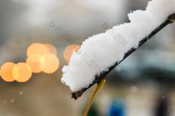 雪盖关于白色的松软的雪向一br一nch关于每年落叶的树向一