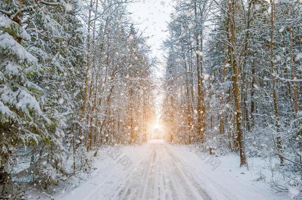 冬下雪的森林风景和,路