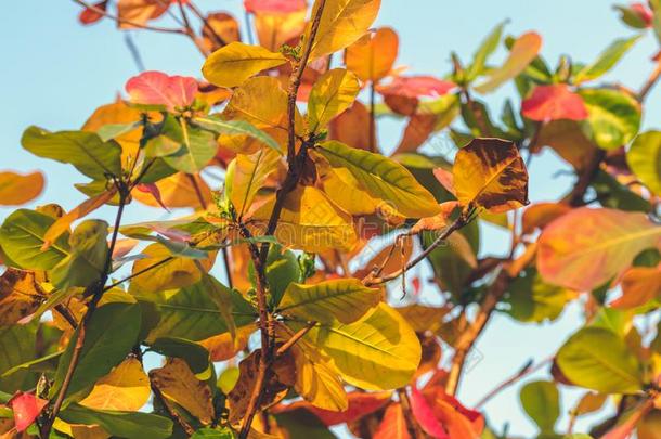 红色的,绿色的桔子秋树叶背景.热带的树叶背