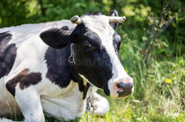 一奶牛是（be的三单形式放牧采用一me一dow.D一iry奶牛.乡村的奶牛