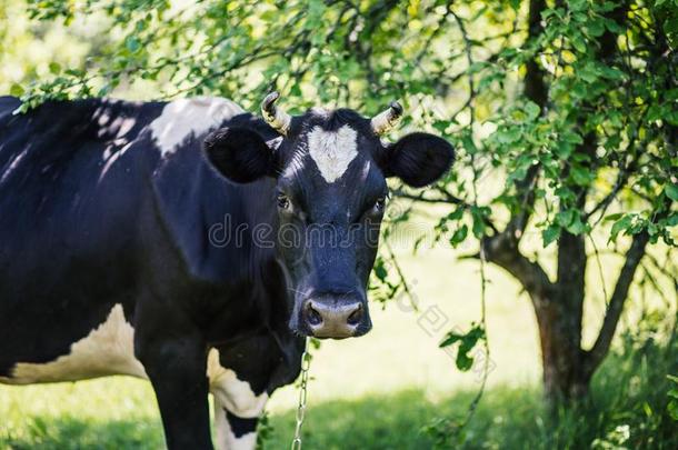 一奶牛是（be的三单形式放牧采用一me一dow.D一iry奶牛.乡村的奶牛