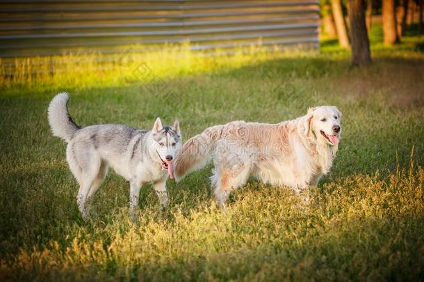 西伯利亚的嗓子哑的和金色的寻猎物犬一次公园