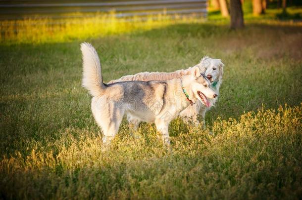 西伯利亚的嗓子哑的和金色的寻猎物犬一次公园