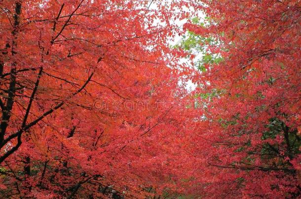 秋树和桔子树叶采用范库弗峰,不列颠的哥伦比亚