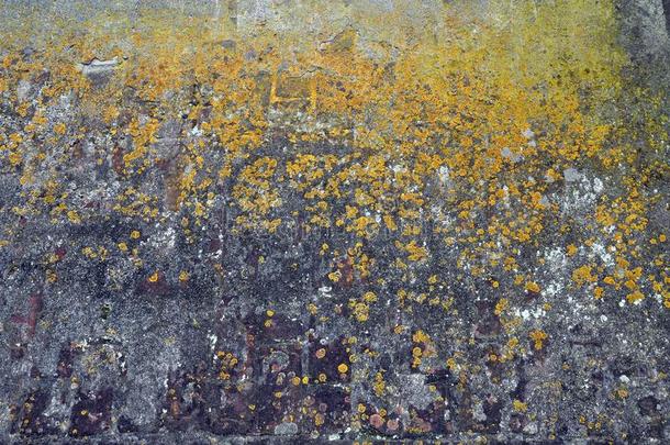 墙艺术和黄色的真菌