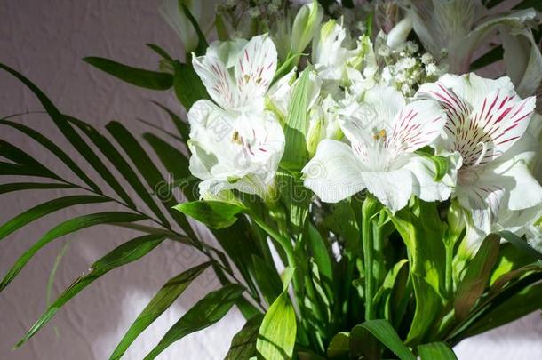 六出花属植物,通常地叫指已提到的人秘鲁的百合花或百合花关于指已提到的人采用