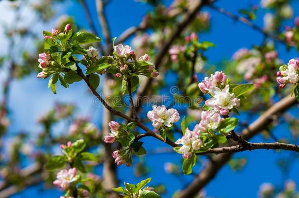 春季风景,苹果树花.美丽的春季盛开的