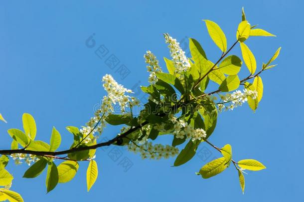 春季招呼卡片,花鸟樱桃.关-在上面关于一龟