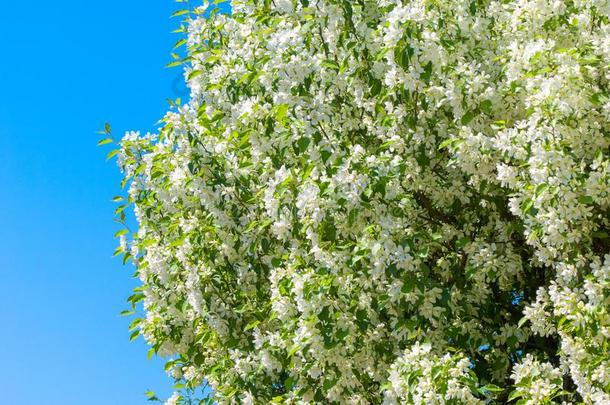 春季风景,苹果.春季花.一开花苹果向一