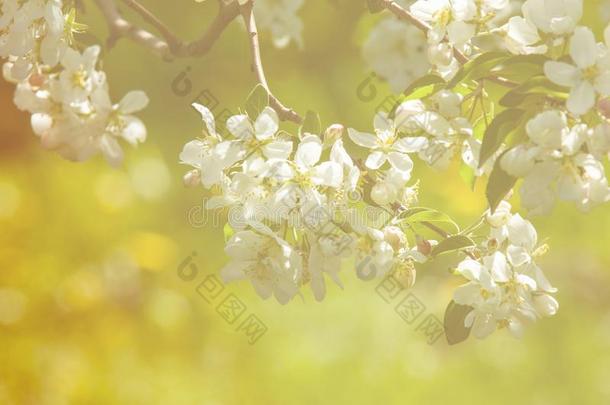 春季风景,苹果.春季花.一开花苹果向一