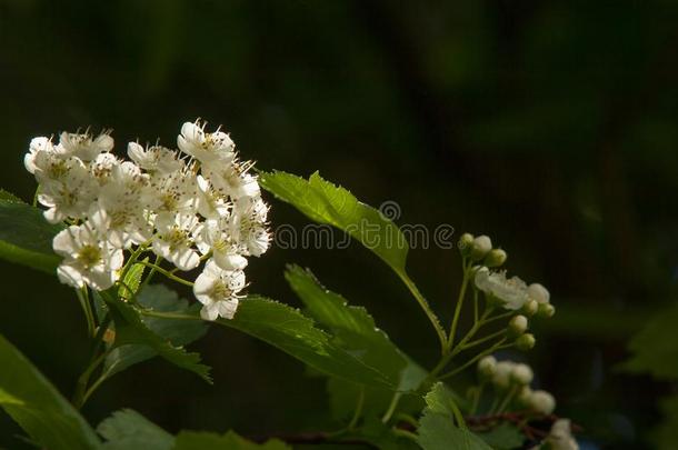 花关于山楂.山楂花