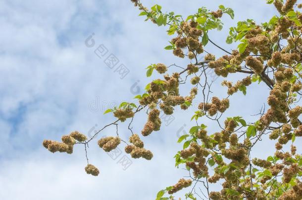 花关于榆树,Karagach.榆树树,成果