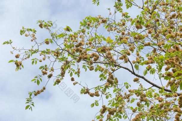 花关于榆树,Karagach.榆树树,成果