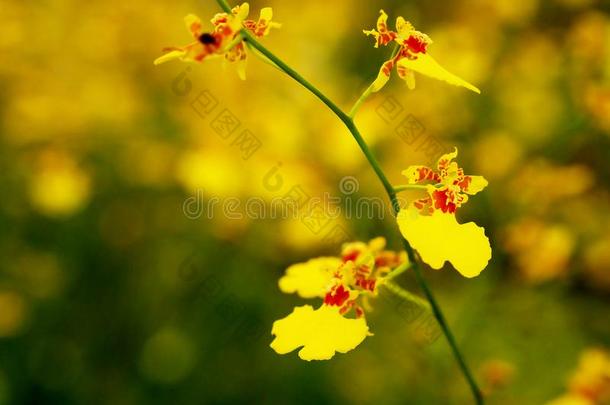 黄色的金蝶兰属植物兰花花和软的集中和污迹黄色的flores花