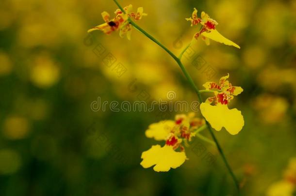 黄色的金蝶兰属植物兰花花和软的集中和污迹黄色的flores花