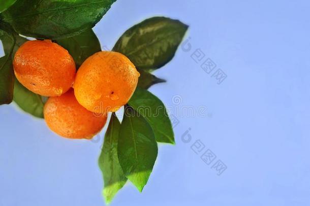 成熟的橙或<strong>橘子</strong>绞死向一特尔Ðµ向蓝色天b一ckgr