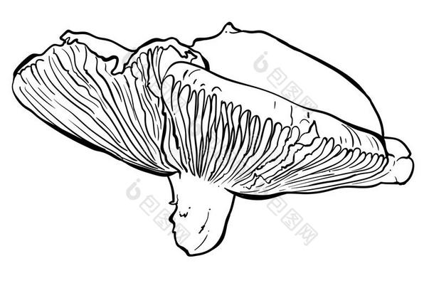 手疲惫的矢量说明关于一<strong>蘑菇</strong>russul一.