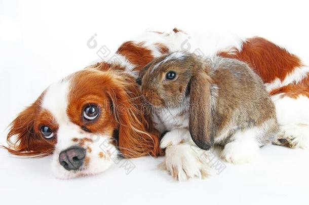 狗和兔子同时.动物朋友.兔子兔子宠物白色的