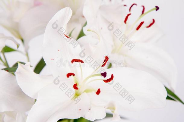白色的百合花
