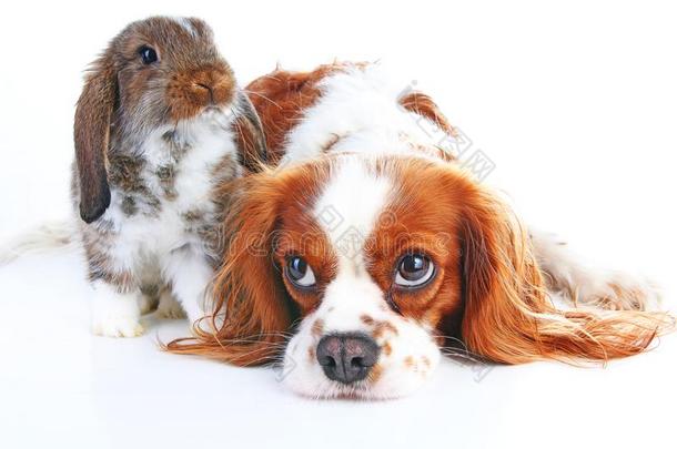 狗和<strong>兔子</strong>同时.动物朋友.<strong>兔子兔子</strong>宠物白色的