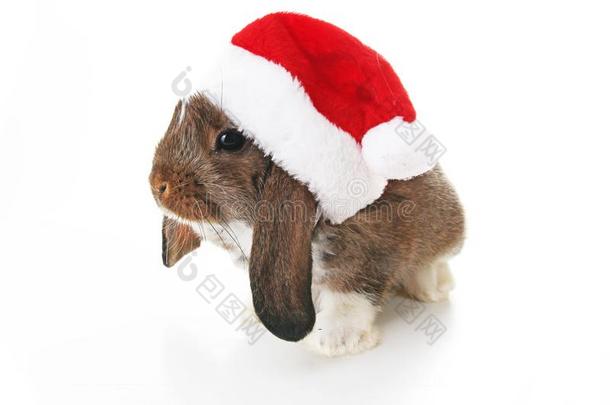 圣诞节<strong>兔子</strong>.庆祝假日和圣诞节<strong>兔子</strong>.<strong>兔子</strong>