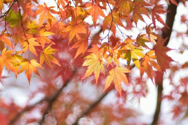 宏指令详细资料关于替换颜色日本人秋枫树树叶
