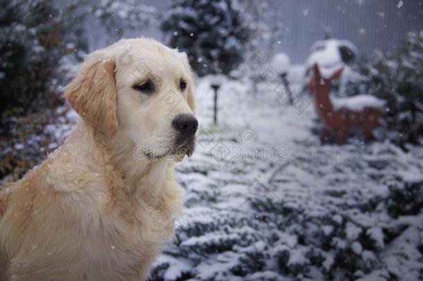 金色的寻猎物犬采用指已提到的人雪