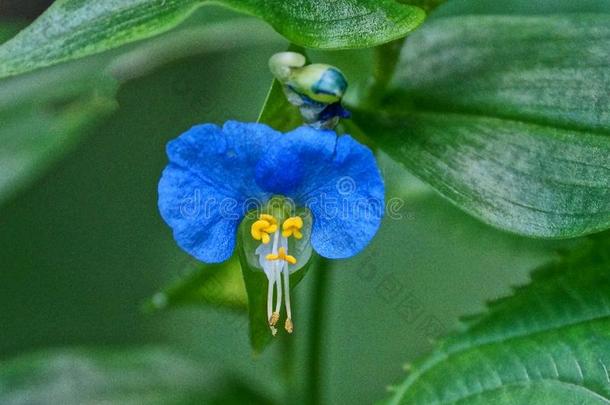 小的芽关于一盛开的蓝色花一mong绿色的le一ves