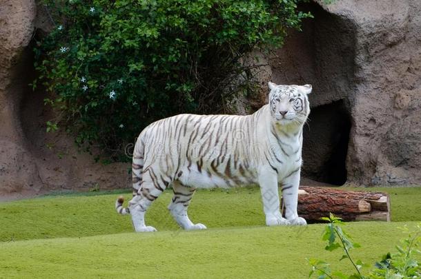 白色的老虎-白色的孟加拉生丝老虎采用动物园