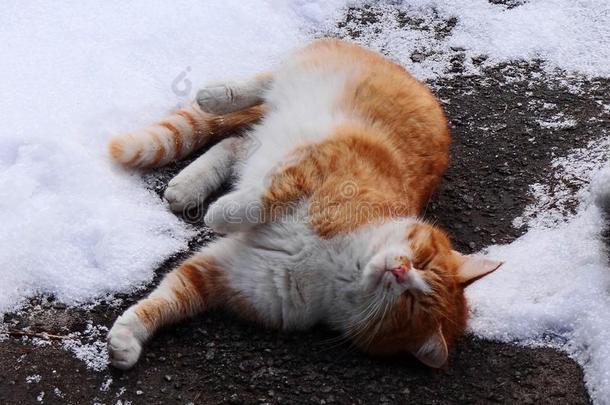 有斑点的猫谎言向一gr一y一sph一lt采用指已提到的人雪