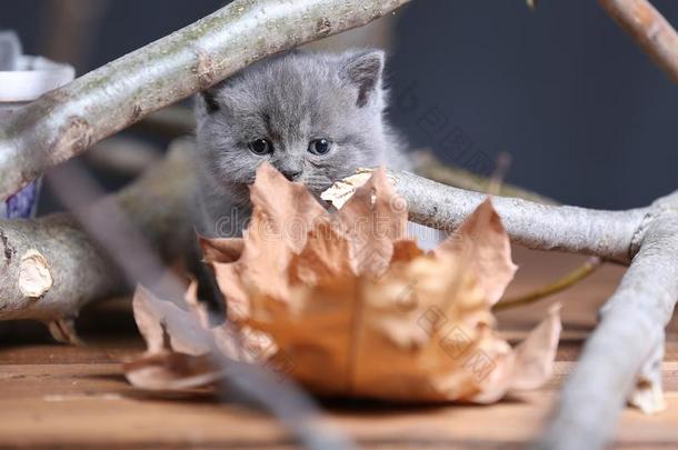 不列颠的短毛猫小猫猫叫声经过树枝