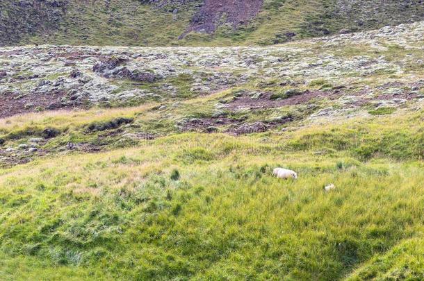 绿色的斜坡和冰岛的绵羊采用冰岛