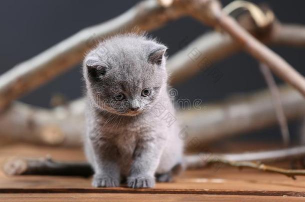 不列颠的短毛猫小猫猫叫声经过树枝