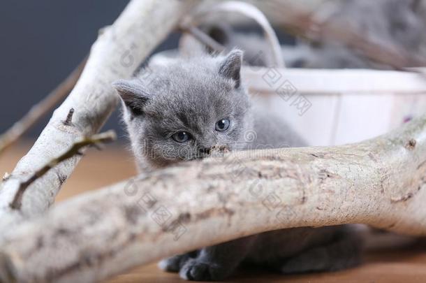 不列颠的短毛猫小猫猫叫声经过树枝