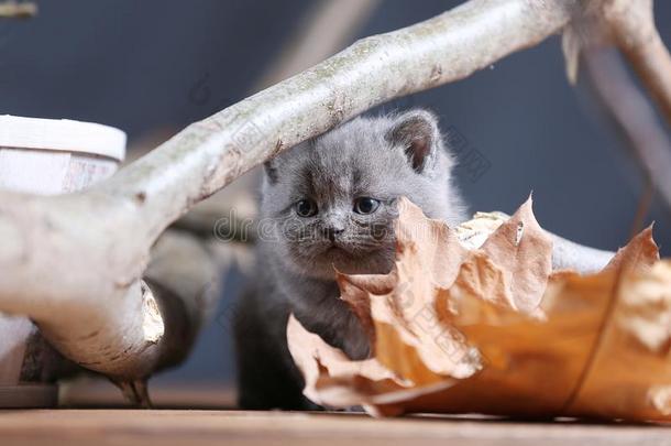 不列颠的短毛猫小猫猫叫声经过树枝