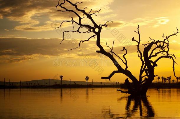 日落向指已提到的人湖很多采用非洲-nati向al公园塞卢斯可能是住所名称游戏英语字母表的第18个字母