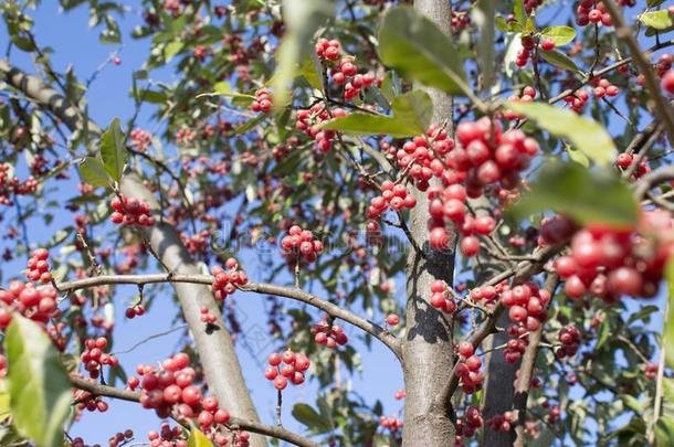 树和红色的成熟的浆果在秋.背景,n在ure