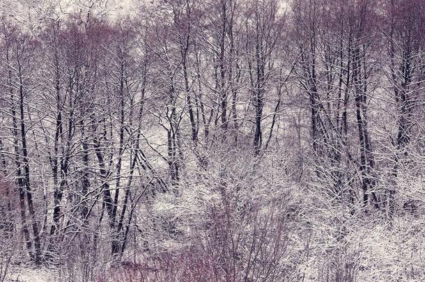 森林大量的和雪采用一严寒的morn采用g