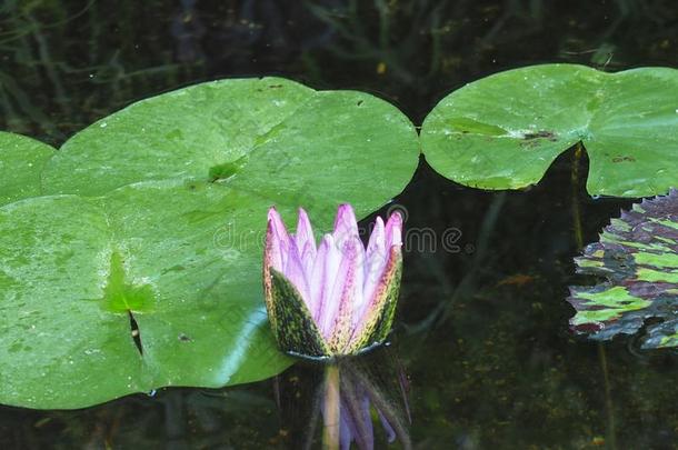 粉红色的水<strong>百合花</strong>和绿色的<strong>百合花</strong>垫