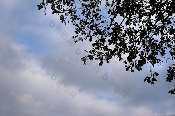 后退关于奥图姆金色的栎树叶子采用前面关于多云的天