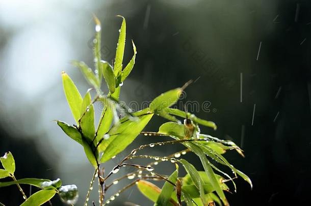 雨夏芦苇树叶关在上面