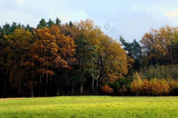 奥图姆森林背景和一富有色彩的关于一utumnle一ves