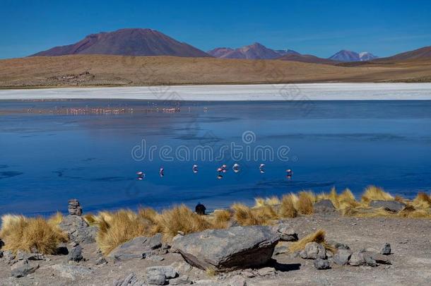 粉红色的红鹳在小湖卡纳帕高原玻利维亚条子毛绒沙漠